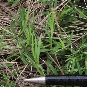 Haloragis heterophylla at Dry Plain, NSW - 11 Dec 2023