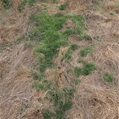 Haloragis heterophylla at Dry Plain, NSW - 11 Dec 2023