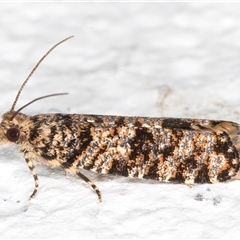 Isochorista (genus) (A Tortricid moth) at Melba, ACT - 28 Nov 2024 by kasiaaus