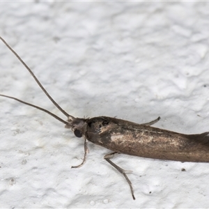 Tritymba unidentified species (Plutellid moth) at Melba, ACT by kasiaaus