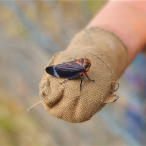 Eurymeloides lineata at Anembo, NSW - suppressed