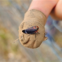 Eurymeloides lineata at Anembo, NSW - suppressed