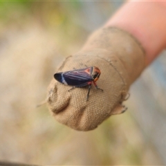 Eurymeloides lineata at Anembo, NSW - suppressed