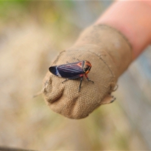 Eurymeloides lineata at Anembo, NSW - suppressed