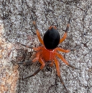 Scotospilus sp. (genus) (A drawf sheet spider) at Kenny, ACT by sbittinger