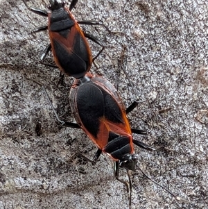 Dindymus circumcinctus (Bordered harlequin bug) at Watson, ACT by sbittinger