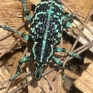 Chrysolopus spectabilis at Bonny Hills, NSW - 14 Nov 2024