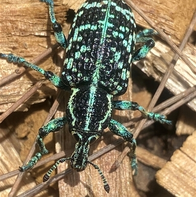 Chrysolopus spectabilis (Botany Bay Weevil) at Bonny Hills, NSW - 14 Nov 2024 by pls047