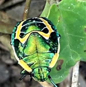 Chrysolopus spectabilis at Bonny Hills, NSW - 14 Nov 2024