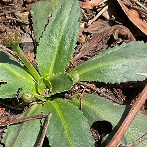 Solenogyne dominii at Higgins, ACT - 5 Dec 2024