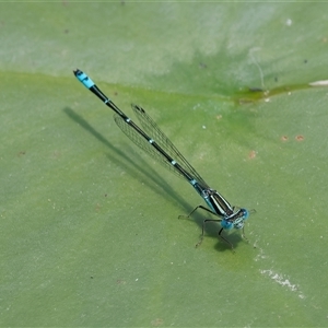 Austroagrion watsoni at Chisholm, ACT - 5 Dec 2024 12:35 PM