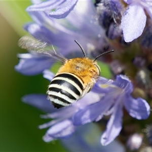 Amegilla (Zonamegilla) asserta (Blue Banded Bee) at Chisholm, ACT by RomanSoroka