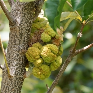 Unidentified Unidentified Insect Gall at Chisholm, ACT by RomanSoroka