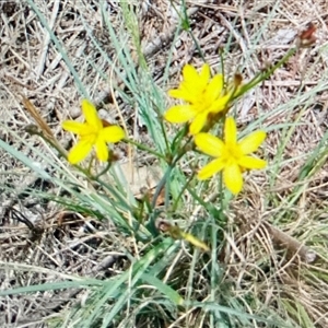 Tricoryne elatior (Yellow Rush Lily) at Latham, ACT by Jennybach