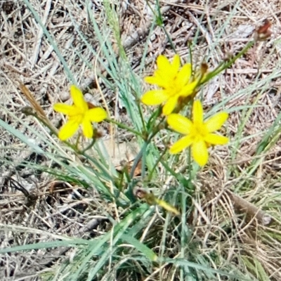 Tricoryne elatior (Yellow Rush Lily) at Latham, ACT - 5 Dec 2024 by Jennybach