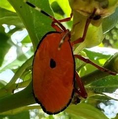 Musgraveia sulciventris (Bronze Orange Bug) at Aranda, ACT - 5 Dec 2024 by Jubeyjubes