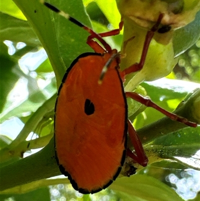 Musgraveia sulciventris (Bronze Orange Bug) at Aranda, ACT - 5 Dec 2024 by Jubeyjubes