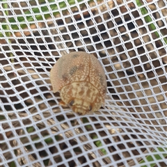 Paropsis atomaria (Eucalyptus leaf beetle) at Farrer, ACT - 4 Dec 2024 by gregbaines