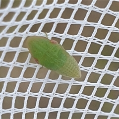 Ledrinae (subfamily) (A Flat-headed Leafhopper) at Farrer, ACT - 4 Dec 2024 by gregbaines