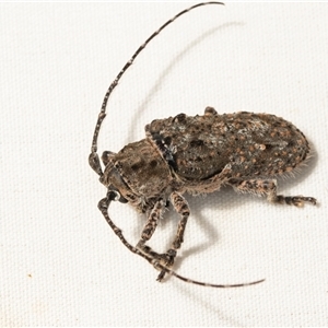 Rhytiphora nodosa (A longhorn or longicorn beetle) at Higgins, ACT by AlisonMilton