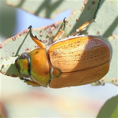 Anoplognathus brunnipennis (Green-tailed Christmas beetle) at Gundaroo, NSW - 2 Dec 2024 by ConBoekel