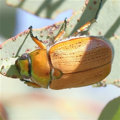 Anoplognathus brunnipennis (Green-tailed Christmas beetle) at Gundaroo, NSW - 2 Dec 2024 by ConBoekel