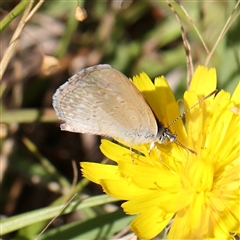 Zizina otis (Common Grass-Blue) at Gundaroo, NSW - 2 Dec 2024 by ConBoekel