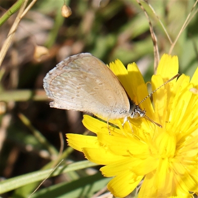 Zizina otis (Common Grass-Blue) at Gundaroo, NSW - 1 Dec 2024 by ConBoekel