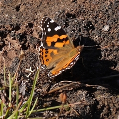 Vanessa kershawi (Australian Painted Lady) at Gundaroo, NSW - 2 Dec 2024 by ConBoekel