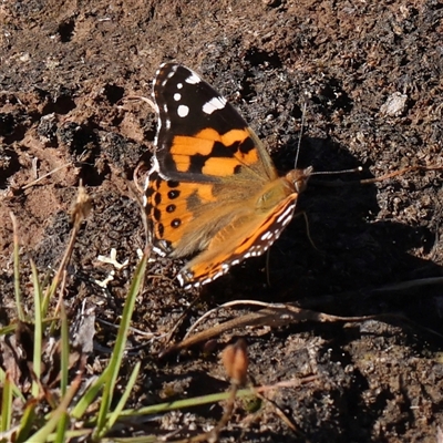 Vanessa kershawi (Australian Painted Lady) at Gundaroo, NSW - 2 Dec 2024 by ConBoekel