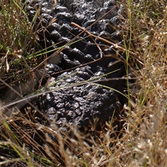 Tiliqua rugosa (Shingleback Lizard) at Gundaroo, NSW - 2 Dec 2024 by ConBoekel