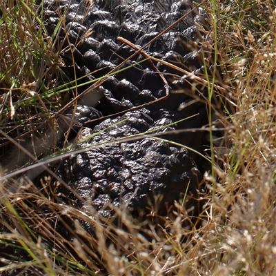 Tiliqua rugosa (Shingleback Lizard) at Gundaroo, NSW - 2 Dec 2024 by ConBoekel