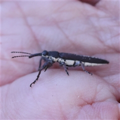 Rhinotia sp. (genus) (Unidentified Rhinotia weevil) at Gundaroo, NSW - 1 Dec 2024 by ConBoekel