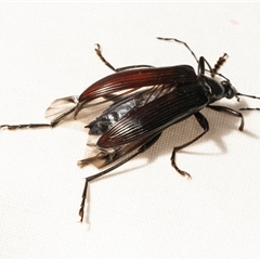 Tanychilus sp. (genus) (Comb-clawed beetle) at Higgins, ACT - 5 Dec 2024 by AlisonMilton