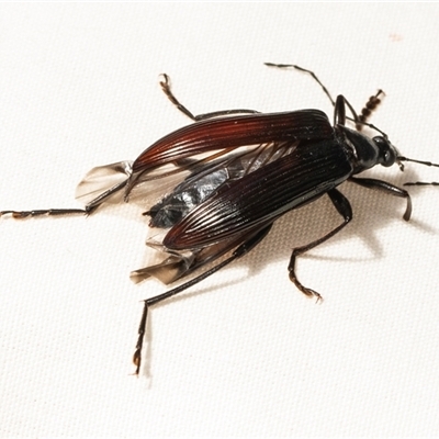 Tanychilus sp. (genus) (Comb-clawed beetle) at Higgins, ACT - 5 Dec 2024 by AlisonMilton