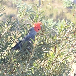 Callocephalon fimbriatum (Gang-gang Cockatoo) at Gundaroo, NSW by ConBoekel