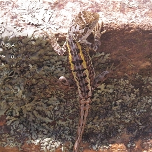 Diporiphora nobbi (Nobbi Dragon) at Tharwa, ACT by JohnBundock