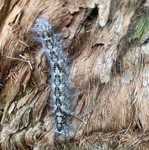 Lasiocampidae (family) IMMATURE at Bonny Hills, NSW - suppressed