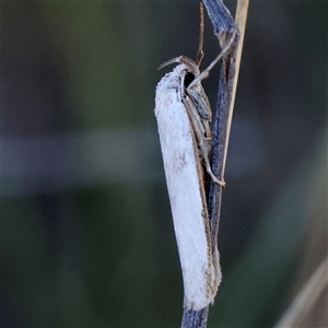 Philobota productella at Gundaroo, NSW - 2 Dec 2024 09:04 AM