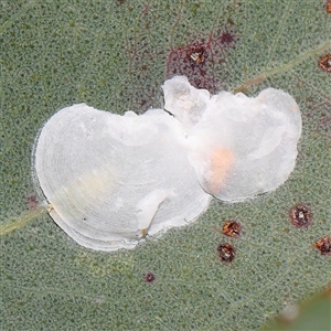 Lasiopsylla sp. (genus) (Psyllid or Lerp insect) at Gundaroo, NSW by ConBoekel