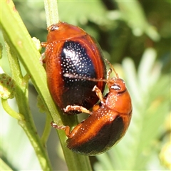 Dicranosterna immaculata (Acacia leaf beetle) at Gundaroo, NSW - 2 Dec 2024 by ConBoekel