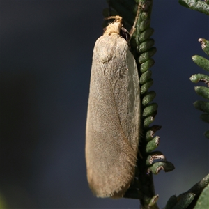 Telocharacta (genus) at Gundaroo, NSW - 2 Dec 2024