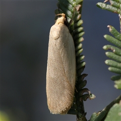 Telocharacta (genus) at Gundaroo, NSW - 2 Dec 2024