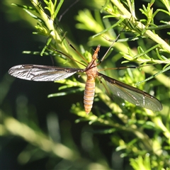 Leptotarsus (Leptotarsus) sp.(genus) (A Crane Fly) at Gundaroo, NSW - 2 Dec 2024 by ConBoekel