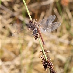 Diplacodes bipunctata (Wandering Percher) at Gundaroo, NSW - 2 Dec 2024 by ConBoekel