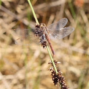 Diplacodes bipunctata at Gundaroo, NSW - 2 Dec 2024