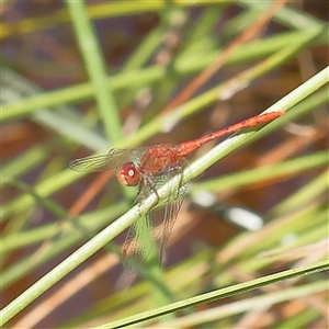 Diplacodes bipunctata (Wandering Percher) at Gundaroo, NSW by ConBoekel