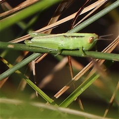 Bermius brachycerus (A grasshopper) at Gundaroo, NSW - 1 Dec 2024 by ConBoekel