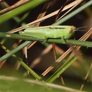 Bermius brachycerus at Gundaroo, NSW - 2 Dec 2024