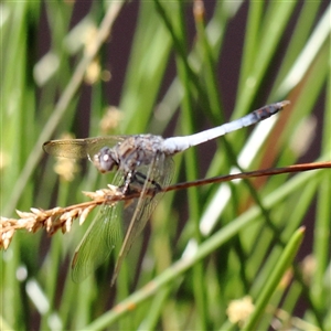 Orthetrum caledonicum (Blue Skimmer) at Gundaroo, NSW by ConBoekel